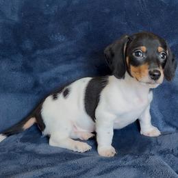 Maui - Piebald male Dachshund puppy in Escalon, California from Dashing Dachshunds RF