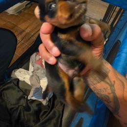 Red - Black and tan male Silky Terrier puppy in City Of Orange, New Jersey from Fur-Ever Friends