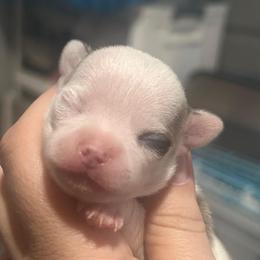 Tempest - Black sabled fawn male Chihuahua puppy in New Castle, Delaware from Sasha’s Elite Kennel LLC