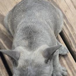 Cleo - Blue female French Bulldog puppy in Belvidere, Nebraska from Amore Kennel