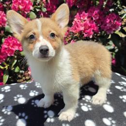 Female 4 - Blue female Pembroke Welsh Corgi puppy in Unicoi, Tennessee from East Tennessee Clark Corgis