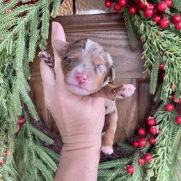 Mary - Chocolate merle female Bernedoodle puppy in Superior, Arizona from Mountain Bridge Doodles