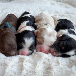 Black collar - Buckbeak - Buff and white male Cockapoo puppy in Mt Bethel, Pennsylvania from Stasia’s Cutiepoos