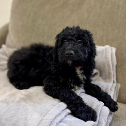Cooper - Black and white male Bernedoodle puppy in North Highlands, California from The Purrfectpups