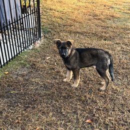 Girl 2 - Black and silver German Shepherd puppy in Dunn, North Carolina from Von Fousthaus GSDogs