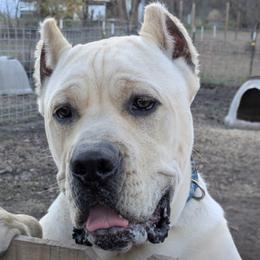Trig - Cane Corso