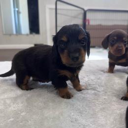 Midnight (Loki) - Black and tan male Dachshund puppy in Live Oak, Florida from Johnson’s Weiner Farm
