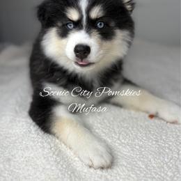 Mufasa - Black and white male Pomsky puppy in Rossville, Georgia from Scenic City Pomskies