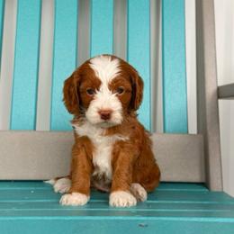 Lucy - Red female Cavapoo puppy in Wamego, Kansas from Doodles of Oz