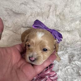 Cheska - Red female Maltipoo puppy in West Jordan, Utah from Mid Sized Maltipoos and More LLC