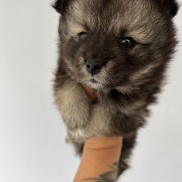 Pomsky Puppies from Peekaboo Pomskies