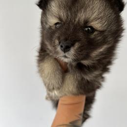 Pomsky Puppies from Peekaboo Pomskies
