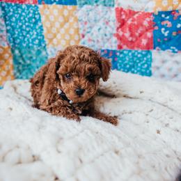 Boy 2 - Cream male Poodle puppy in Las Vegas, Nevada from Vegas Toy Poodles
