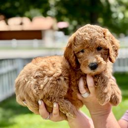 Alfie - male Double Doodle puppy in Columbus, Montana from Comfort Doodle
