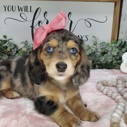Dachshund Puppies from Heart 2 Heart Puppies