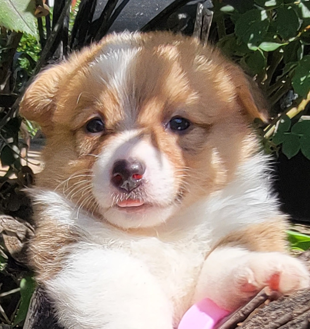 Pembroke Welsh Corgi Puppies from MCS Farms-OK