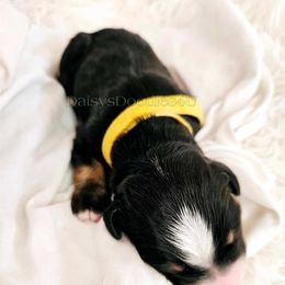 Bernedoodle Puppies from Daisy's Doodles