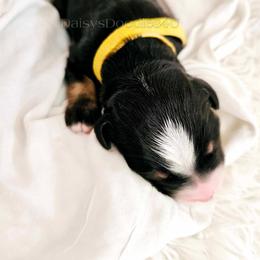 Bernedoodle Puppies from Daisy's Doodles