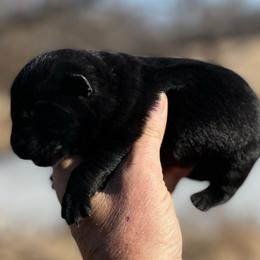 Tessa - Black female German Shepherd puppy in Milan, Illinois from Stonewick German Shepherds