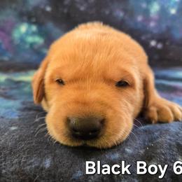 Black Boy - Yellow male Labrador Retriever puppy in Potosi, Wisconsin from Point and Flush Gun Dogs