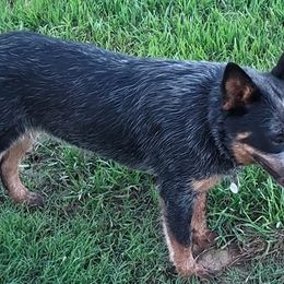 Australian Cattle Dogs from Bottoms Up Cattle Dogs