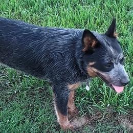 Australian Cattle Dogs from Bottoms Up Cattle Dogs