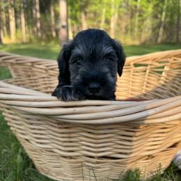 Tucker - Black and silver male Miniature Schnauzer puppy in Akeley, Minnesota from Great Northern Schnauzers