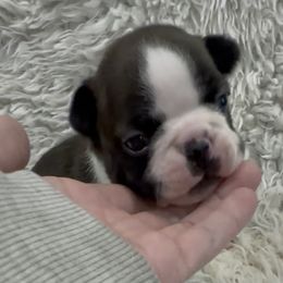 Girl - Black brindle and white female Boston Terrier puppy in Eight Mile, Alabama from Bishop's Bostons