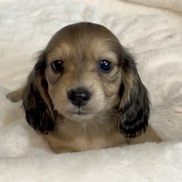 Deja's Shaded Cream Male (Lighter Shading) - Cream male Dachshund puppy in Kalama, Washington from Dazzling Doxies