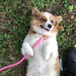 American Corgis and Pembroke Welsh Corgis from Corrine's Corgis