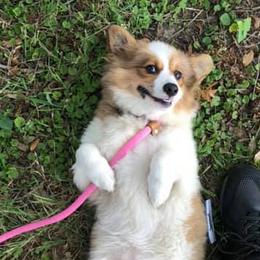 American Corgis and Pembroke Welsh Corgis from Corrine's Corgis