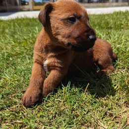 Boy 3 - Red male Irish Terrier puppy in Broadway, North Carolina from Detmore Kennels