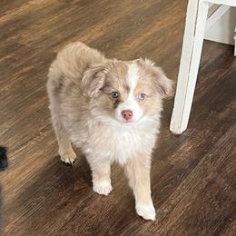 Drew Lou Who - Red merle Toy Australian Shepherd puppy in Dayton, Tennessee from Willow Ridge Mini and Toy Aussies