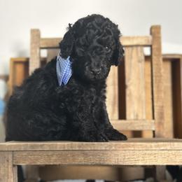Poodle Puppies from Carol's Poodles
