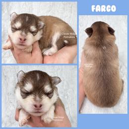 Fargo - Black and white male Pomsky puppy in Sheffield, Iowa from Clover Ridge Pomskies