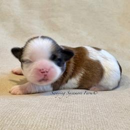 Red and White Male - Orange Collar - Red and white male Shih Tzu puppy in Waynetown, Indiana from Swaying Sycamore Farm