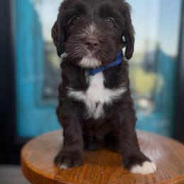 Hank - Chocolate male Labradoodle puppy in Danville, Indiana from Marley’s Doodle Ranch