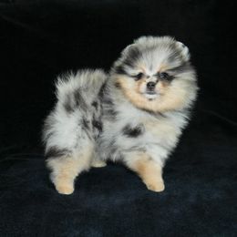 Pomeranian Puppies from Beau Joli Pomeranians