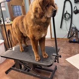Yoshi - Tibetan Mastiff