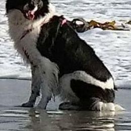 Border Collies from Top Gear