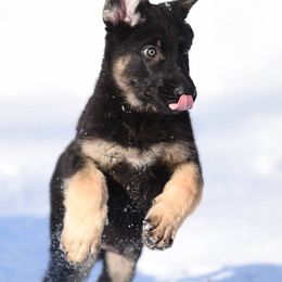 German Shepherds from Lindenhill GSD