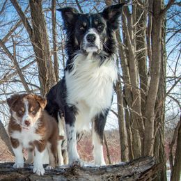 Border Collie, Golden Retriever, and Sporty Mix Puppies from Turbo Border Collies & Coltrievers
