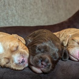 Cavapoo Puppies from WW Cavapoos