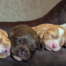 Cavapoo Puppies from WW Cavapoos