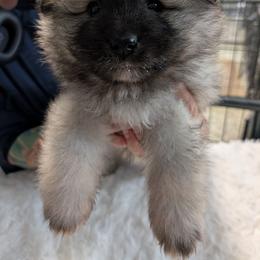 White Collar Boy - Black and silver male Keeshond puppy in Fayetteville, Tennessee from Erbekees-Keeshonden