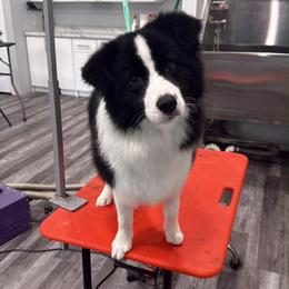 Peggy - Black female Border Collie puppy in New Market, Alabama from Kensington Border Collies