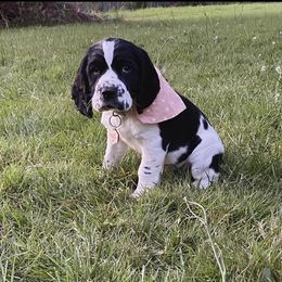 English Springer Spaniel Puppies from WorleyByrd Springers