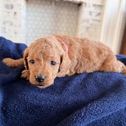 Nancy - Apricot female Goldendoodle puppy in Mount Pleasant, Utah from Betty's Goldendoodles