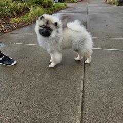 Jackpot - Black and silver male Keeshond puppy in Clackamas County, Oregon from Trillium Keeshonden
