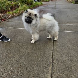 Jackpot - Black and silver male Keeshond puppy in Clackamas County, Oregon from Trillium Keeshonden